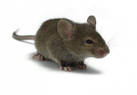 rodent