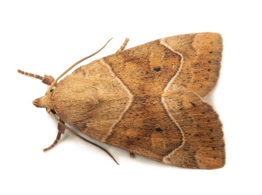 Ark Pest Control | Moths